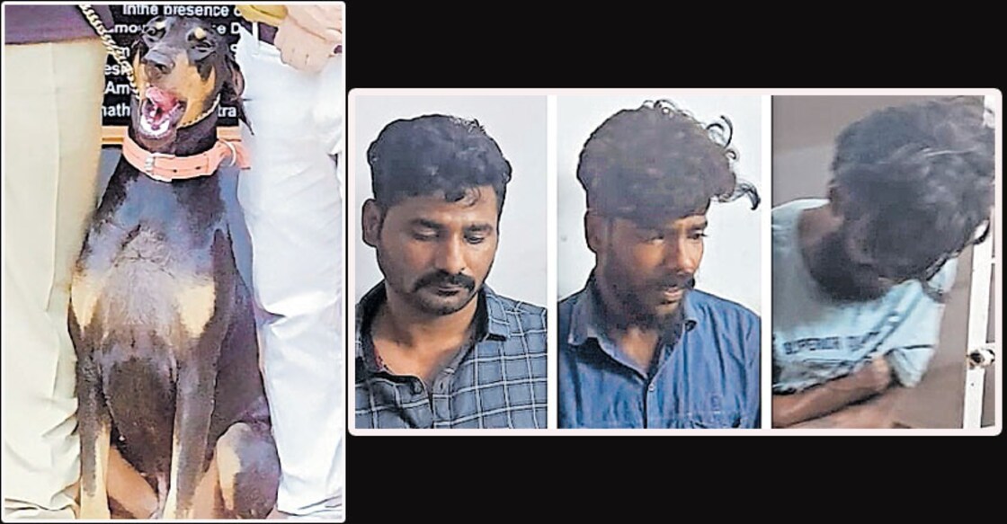 Rana, the Doberman, unearths charas worth Rs 2 lakh
