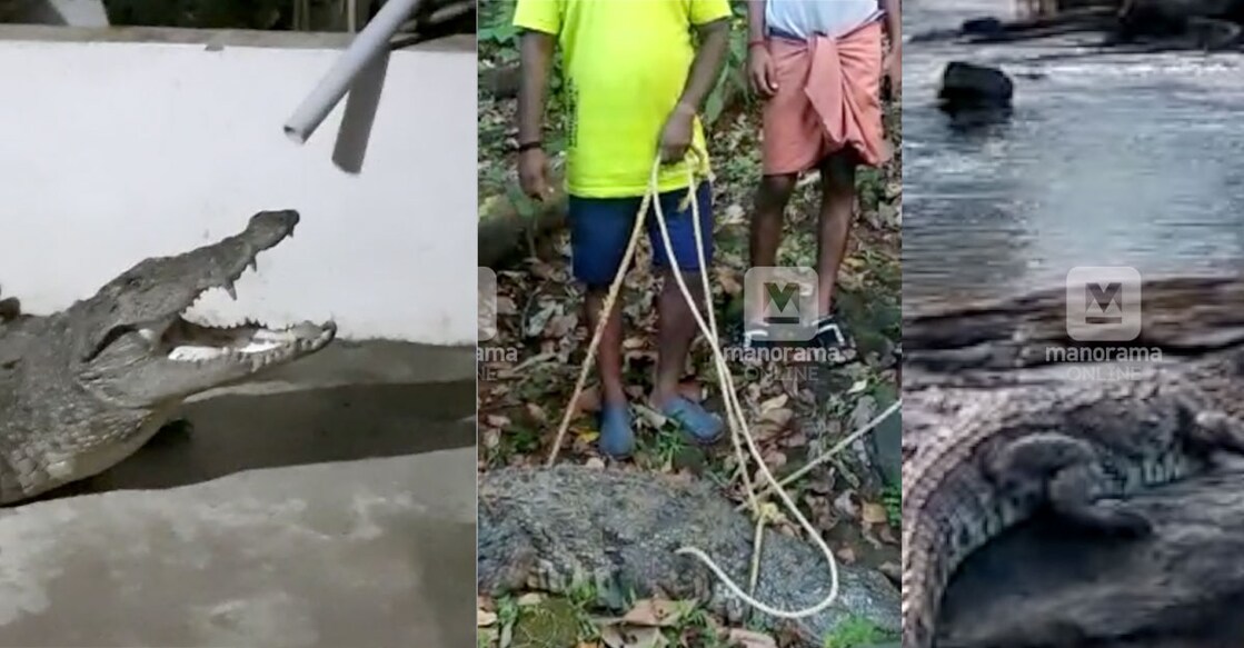 chalakkudy-crocodile