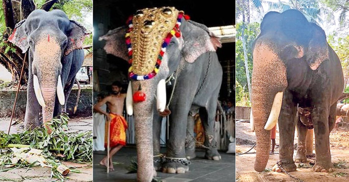 Famed temple elephant Guruvayur Padmanabhan is no more