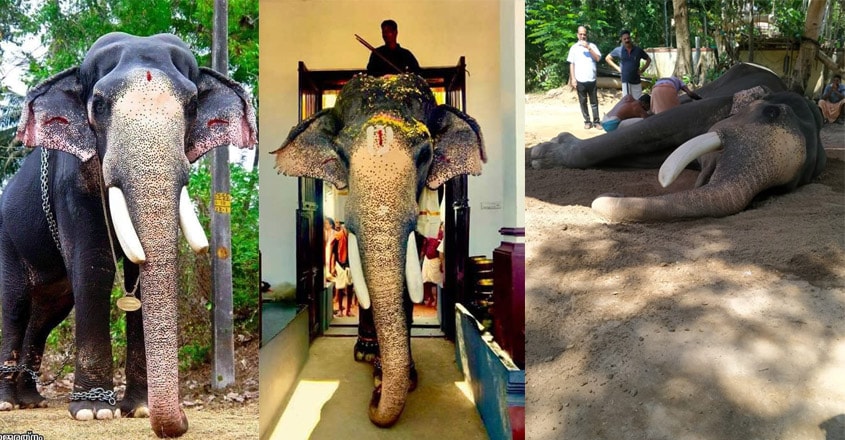 Famed temple elephant Guruvayur Padmanabhan is no more Famed temple elephant Guruvayur Padmanabhan is no more