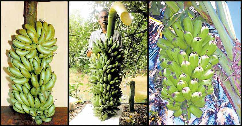 Banana Research Station in Thrissur adjudged best in India Banana Research Station in Thrissur adjudged best in India