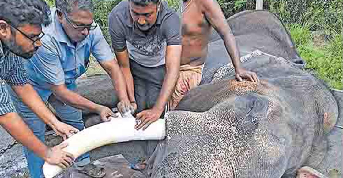 Tusk ache! An elephant undergoes root canal treatment in Kerala