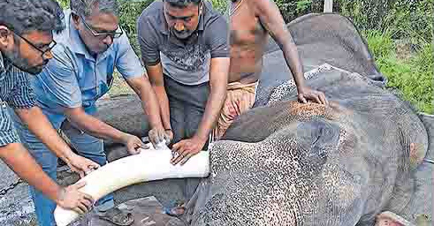 Tusk ache! An elephant undergoes root canal treatment in Kerala
