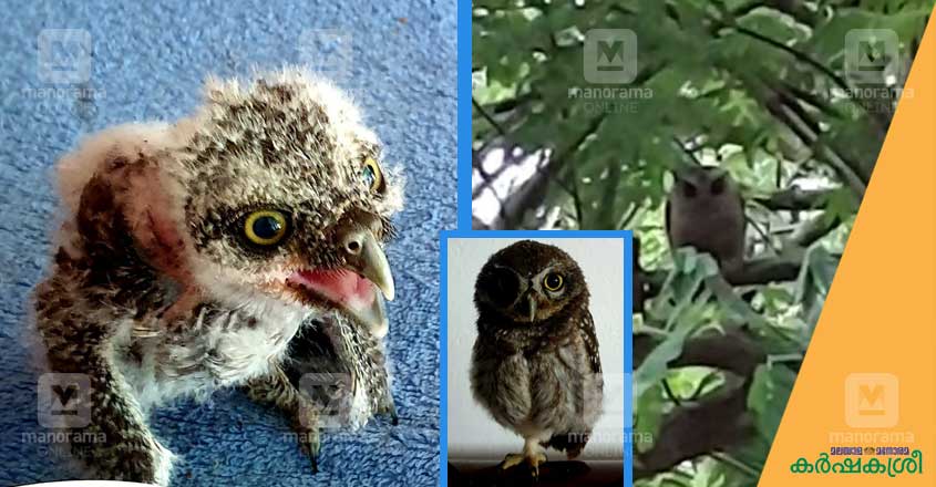 Owl pays thanksgiving visit to man who saved its life Owl pays thanksgiving visit to man who saved its life