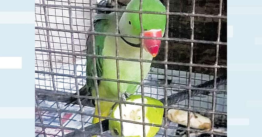 a parrot in a cage