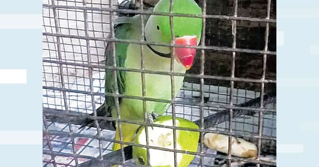 Parrot unable to fly puts forest officials in a spot