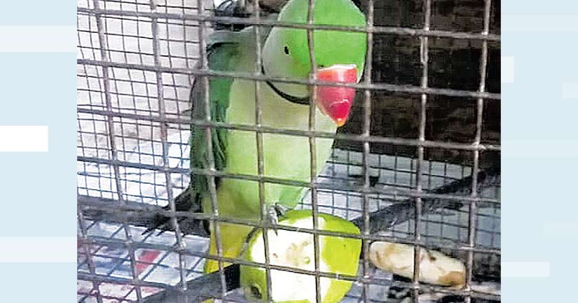 Parrot unable to fly puts forest officials in a spot