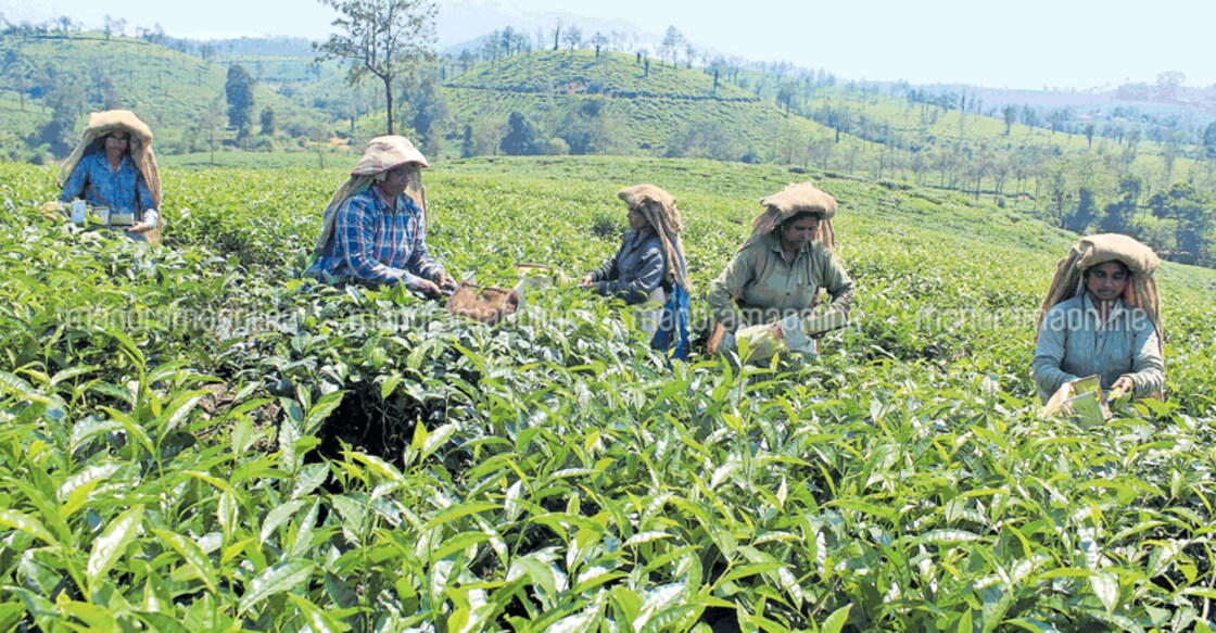 Wayanad raises a toast for its cup of tea
