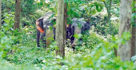 Human-animal Conflict Increases, Panel Seeks Government Intervention ...