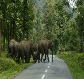 Tourism sector in Wayanad feels the heat as temperature rises and wild animal attacks increase
