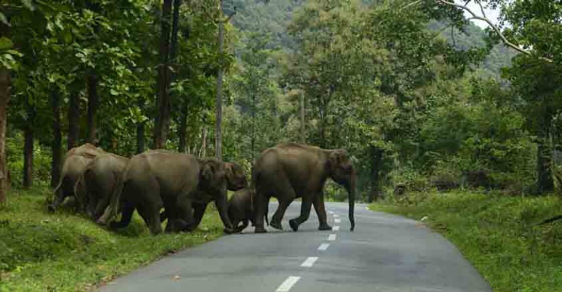 Elephants