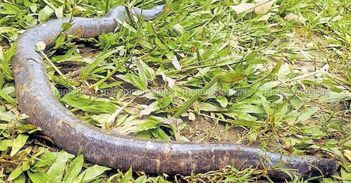 Sand boas surface en masse, raising fears of drought 