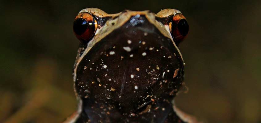 Herpetofaunal survey records 98 species in Wayanad Herpetofaunal survey records 98 species in Wayanad