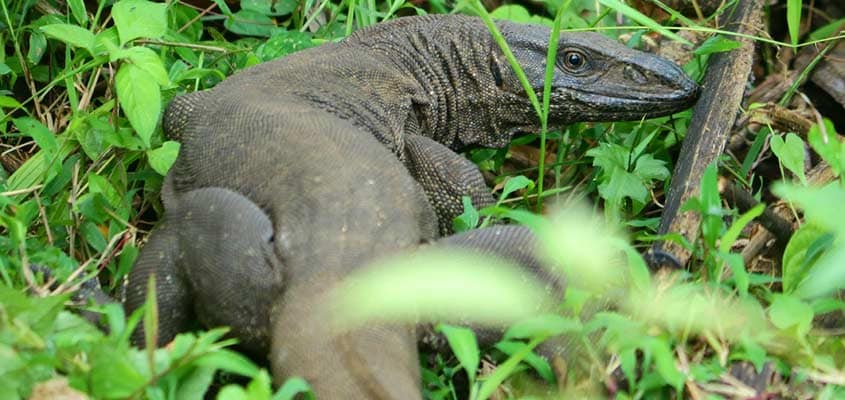 monitor-lizard-sangeeth monitor-lizard-sangeeth