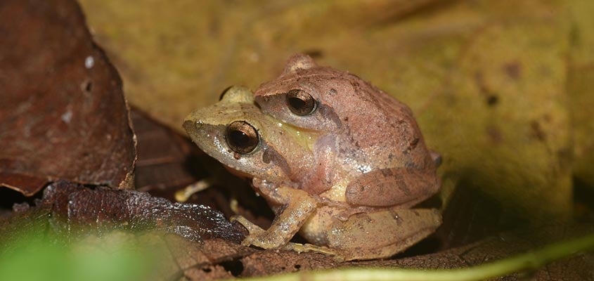 Herpetofaunal survey records 98 species in Wayanad Herpetofaunal survey records 98 species in Wayanad
