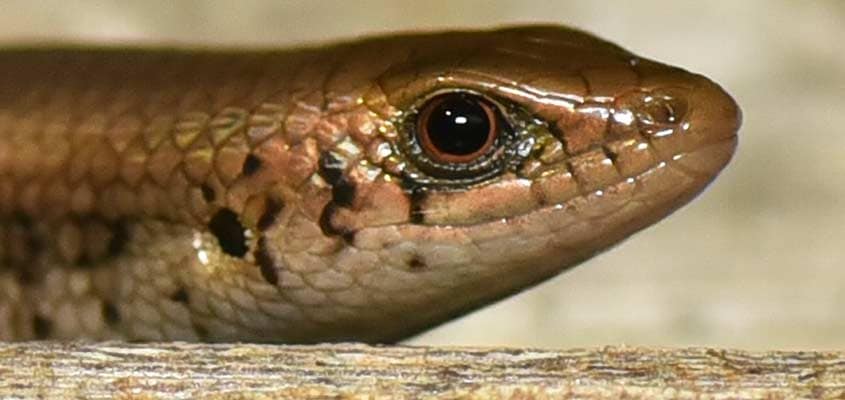 skink-sasikiran skink-sasikiran