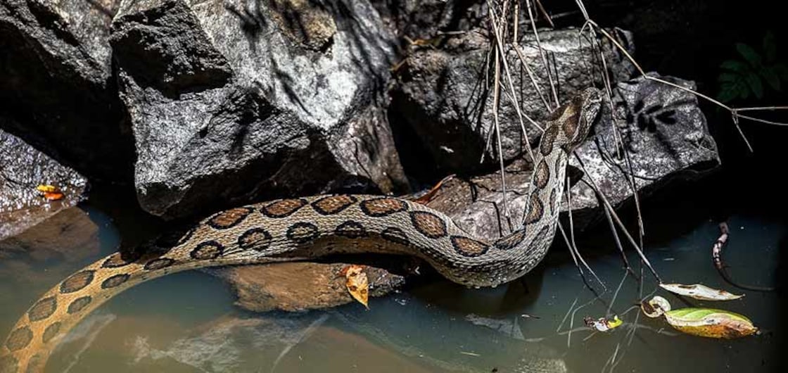Herpetofaunal survey records 98 species in Wayanad Herpetofaunal survey records 98 species in Wayanad