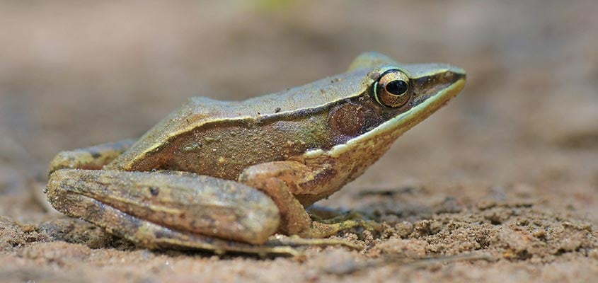 Herpetofaunal survey records 98 species in Wayanad Herpetofaunal survey records 98 species in Wayanad