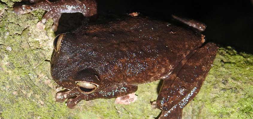 Herpetofaunal survey records 98 species in Wayanad | Wildlife | Frogs ...