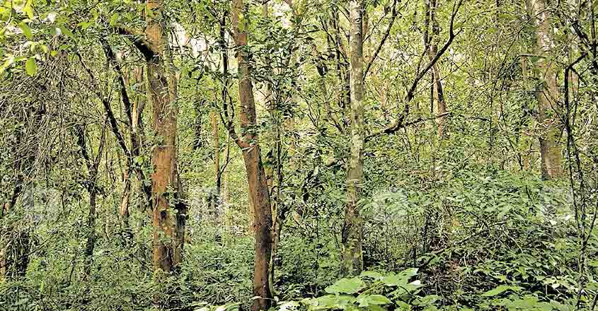 Kerala to submit amendments to Centre's draft notification on Eco Sensitive Zones