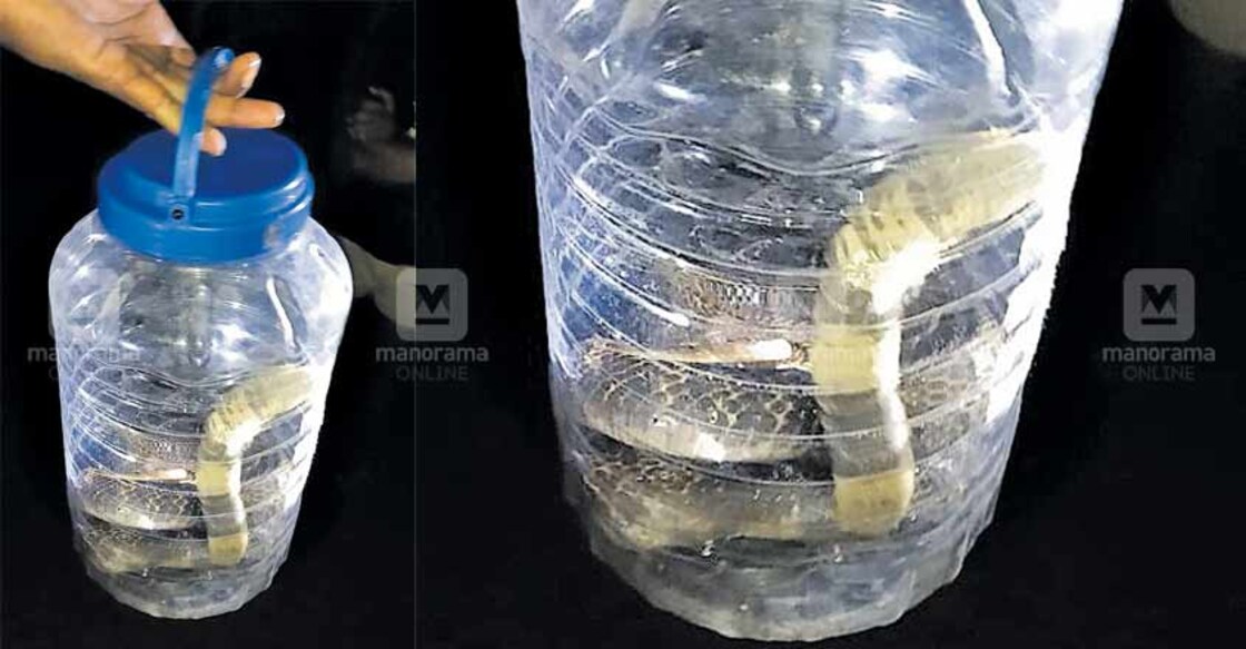 Family abandons house after 'snake invasion'