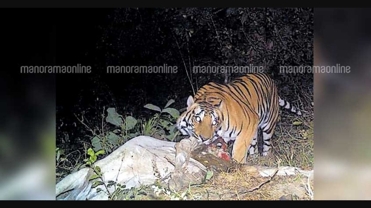 Bairakuppa residents demand capture of man-eating tigress