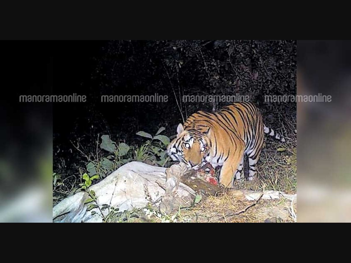 Bairakuppa Residents Demand Capture Of Man Eating Tigress