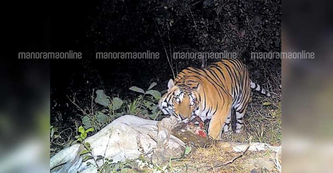 Bairakuppa residents demand capture of man-eating tigress