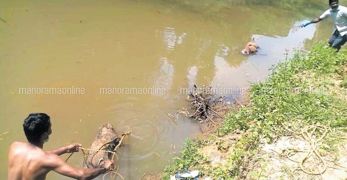 wayanad-dog-deadbody wayanad-dog-deadbody