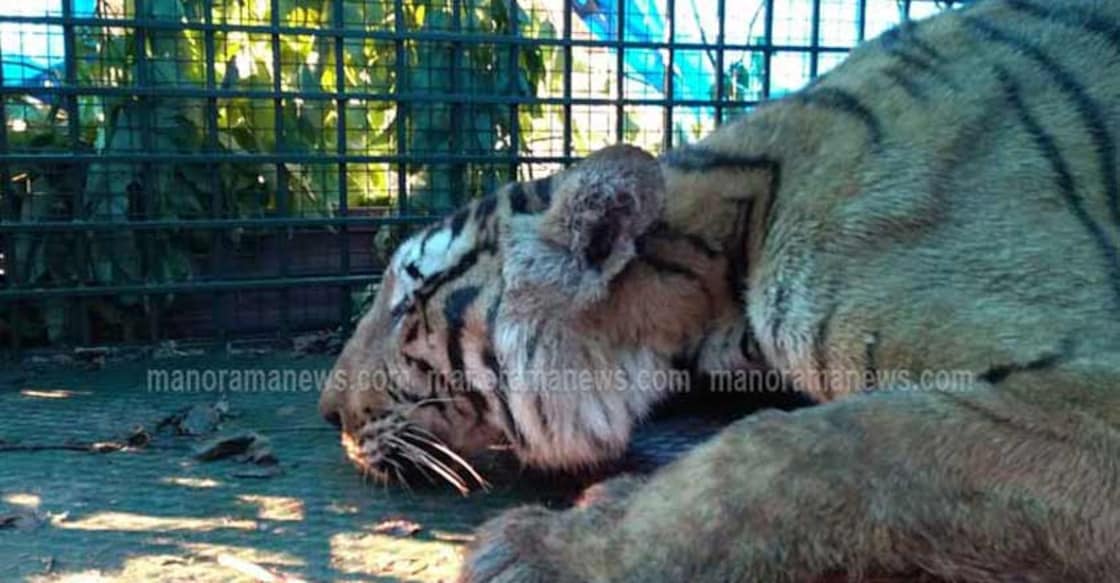 Foresters trap tiger that attacked them