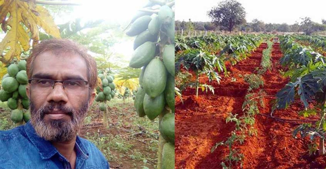 papaya-tapping