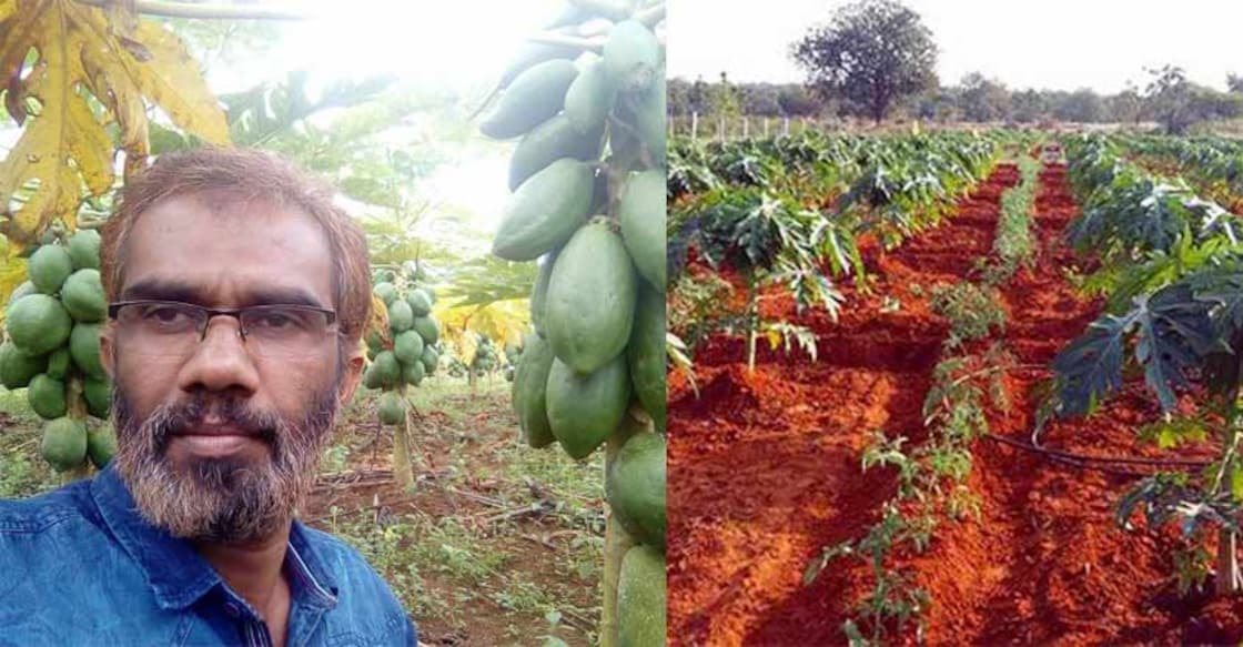 papaya-tapping papaya-tapping