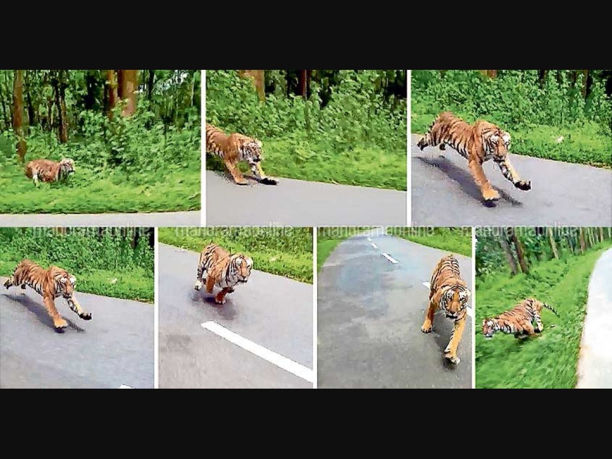 Who Shot The Viral Tiger Video And Where Exactly