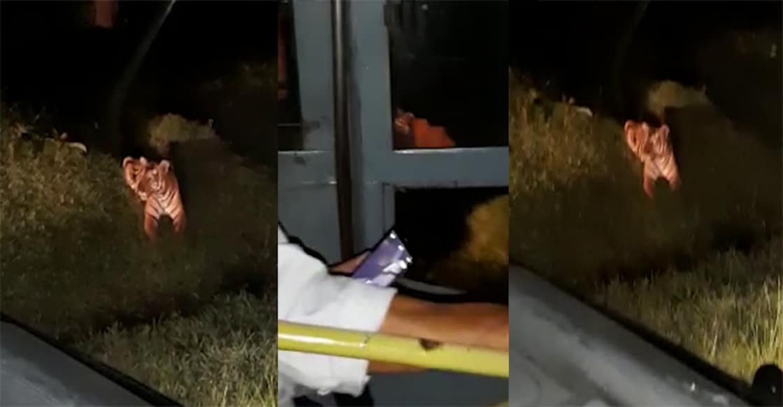Another tiger video from Wayanad unsettles public