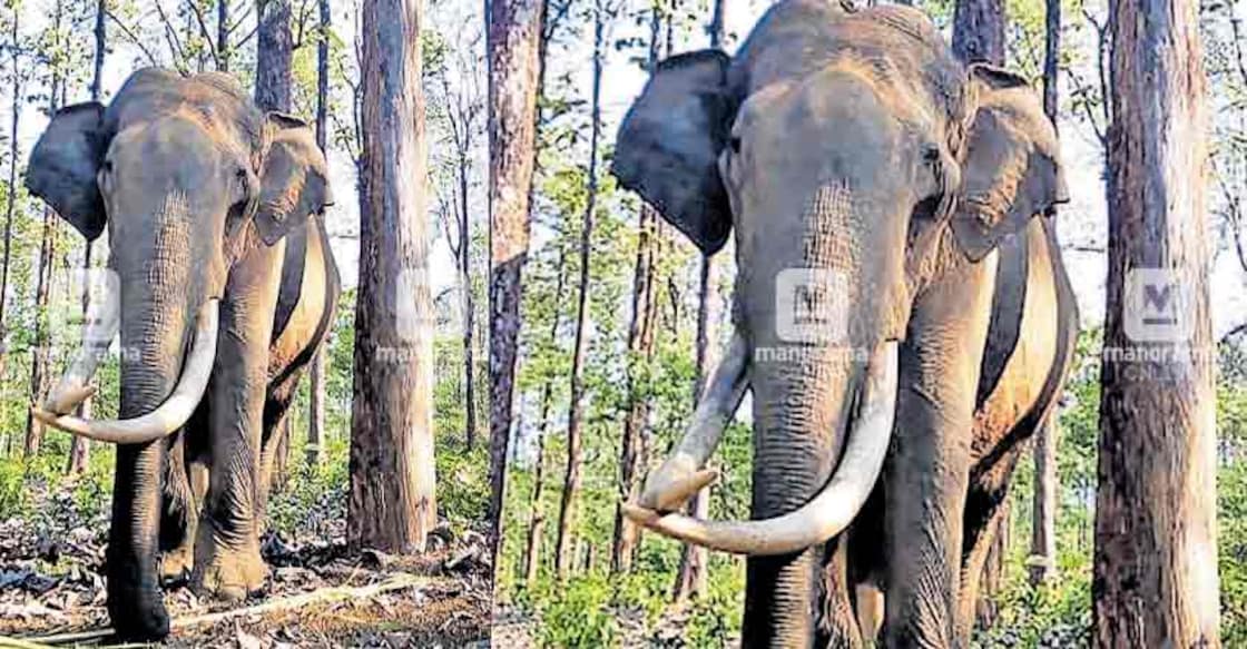 Wayanad's beloved wild tusker Maniyan is no more