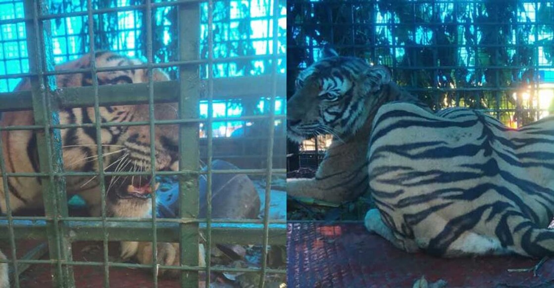 Tiger trapped in cage at Pulpally | Video