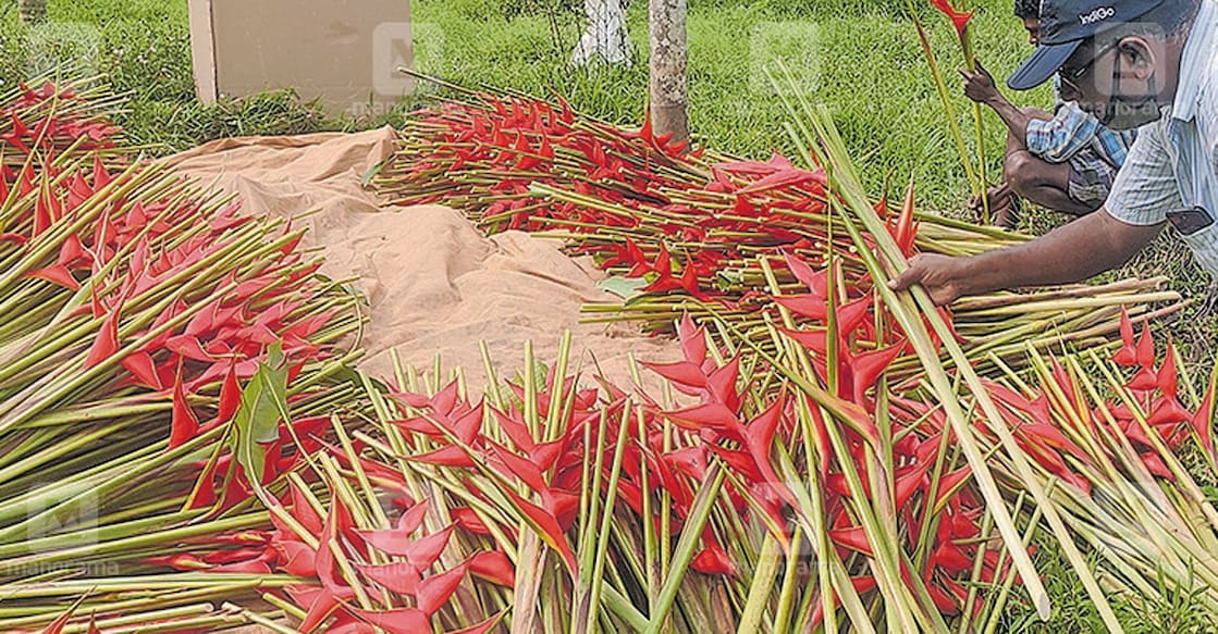 Flower cultivation that earns Rs 4.5 lakh a month with just Rs 60,000 investment Flower cultivation that earns Rs 4.5 lakh a month with just Rs 60,000 investment