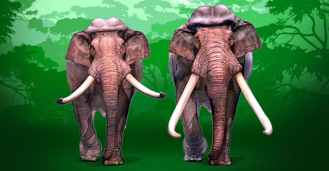 Poisoning, infection likely felled 4 elephants in Wayanad forests