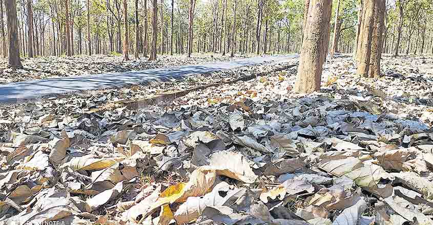 Animal incursions, wildfire threat rife as summer rages in Wayanad Animal incursions, wildfire threat rife as summer rages in Wayanad