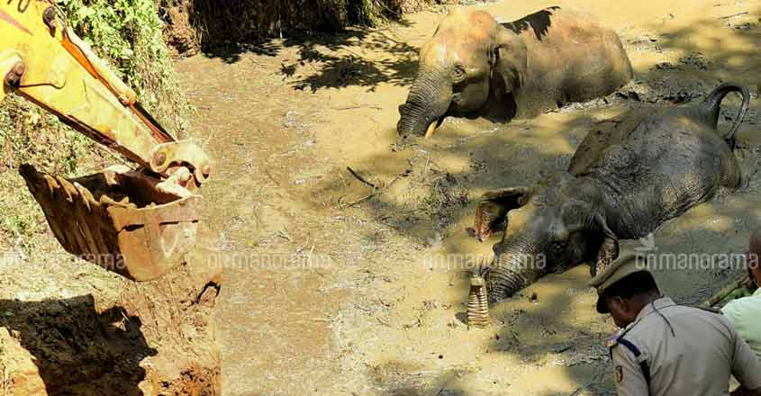 elephant-1 elephant-1