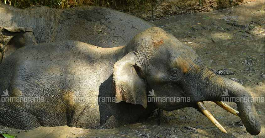 Two wild elephants fall into pond, rescued Two wild elephants fall into pond, rescued