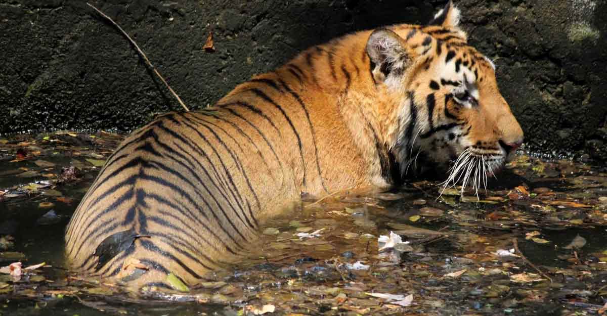 Tiger Kills 24-year-old In Wayanad | Kerala News | English Manorama