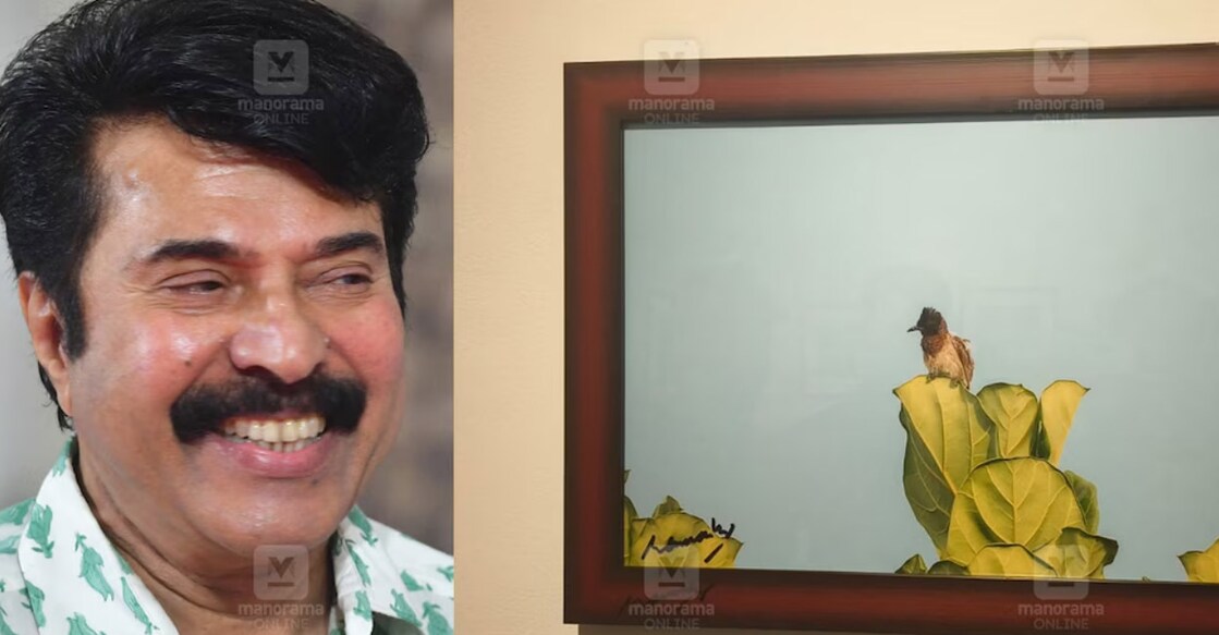 Mammootty's photo of the Indian bulbul is on display at the Durbar Hall Art Gallery in Kochi. Photo | Special arrangement