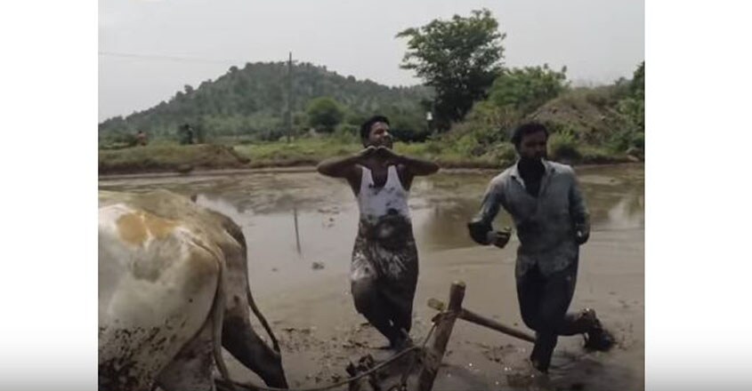 Farmer Kiki Challenge