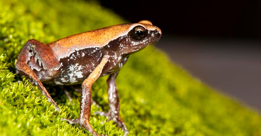 frog-wayanad1 frog-wayanad1