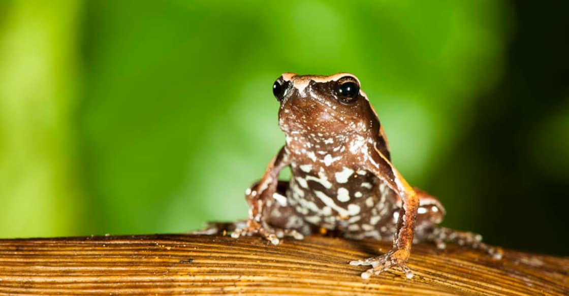 DU researchers stumble upon new species of frog from Wayanad | Video DU researchers stumble upon new species of frog from Wayanad | Video