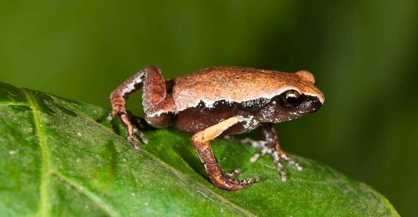 frog-wayanad3 frog-wayanad3