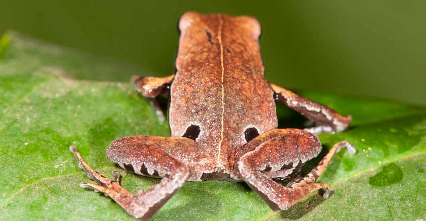 frog-wayanad4 frog-wayanad4