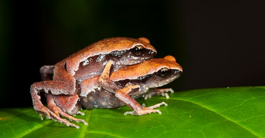 frog-wayanad5 frog-wayanad5