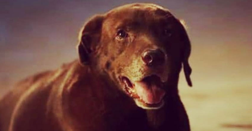 Appu, the cute dog in Manju Warrier film 'Mohanlal', is dead